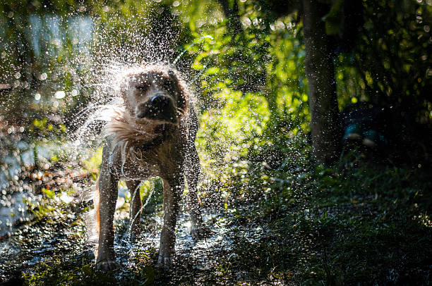 istock Crazy dog water splash 530889769