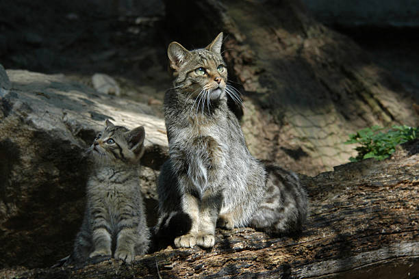 istock European wildcat 530889789