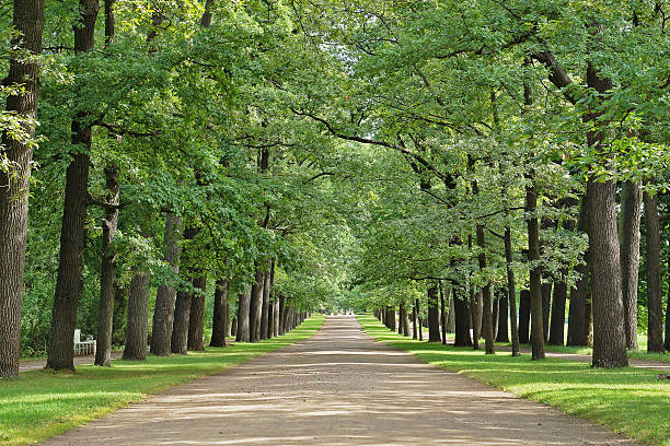 istock Broad Oak Alley in the old park 530890067