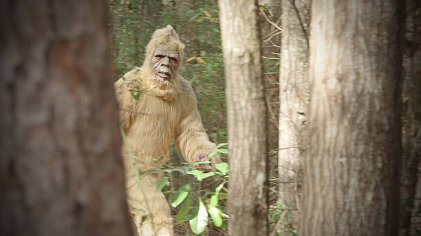 bigfoot piegrande - sighting fotografías e imágenes de stock