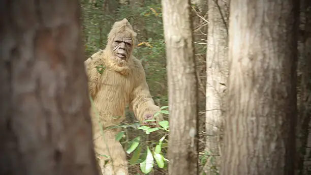 Sasquatch in its habitat.