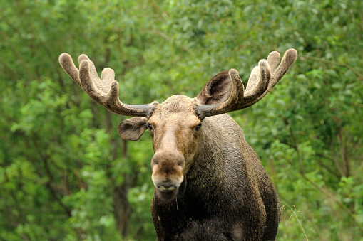 Wild Bull Moose in autumn, Norway