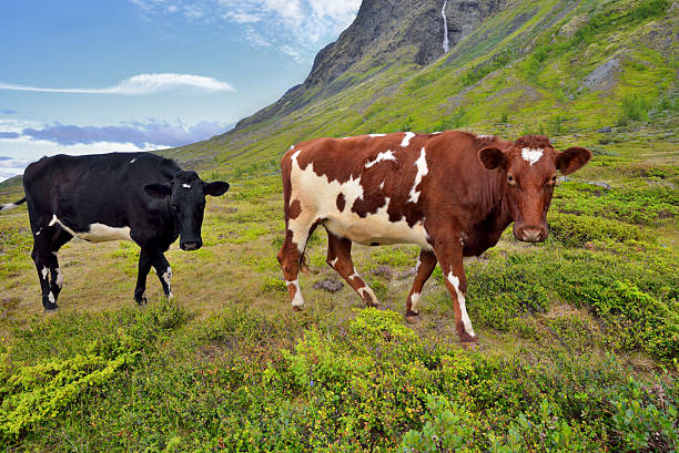 cows on the field, Europe