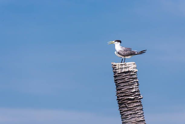 istock white sea bird standing on wood 530900825