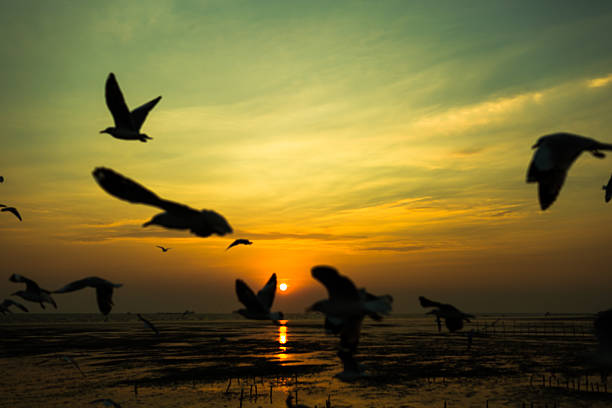 istock Flock of seagulls with sunset time. 530901217