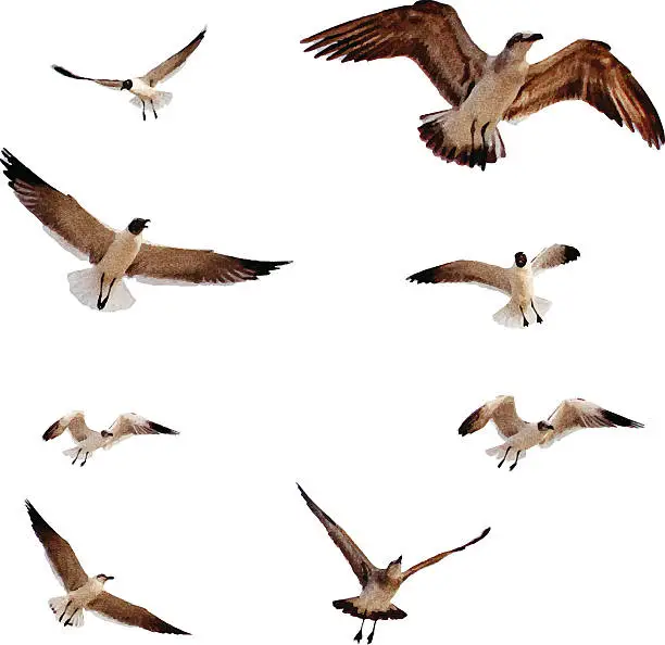 Vector illustration of Flock of Seagulls