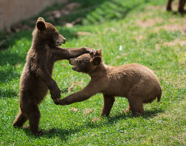 istock two baby cubs play together 530901489
