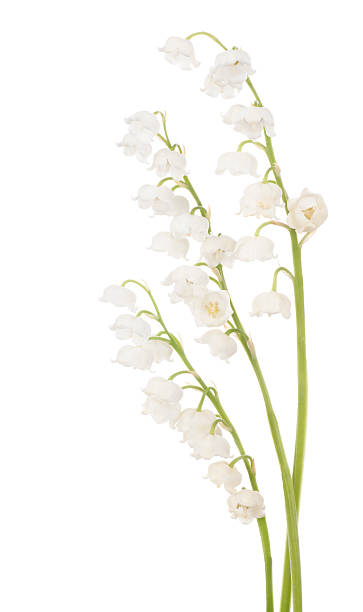 istock lily of the valley 530902285