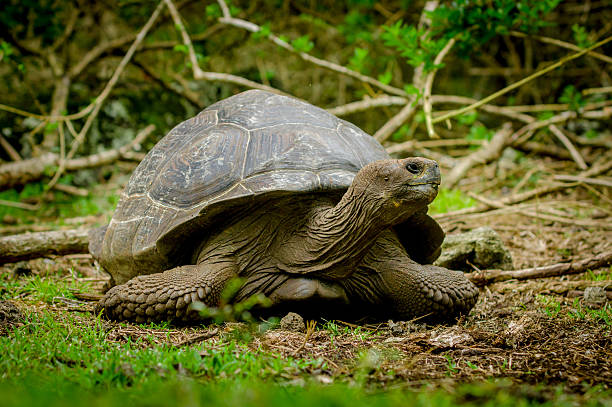 istock galapagos turtle in floreana island 530902917