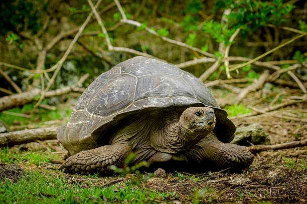 istock galapagos turtle in floreana island 530902923
