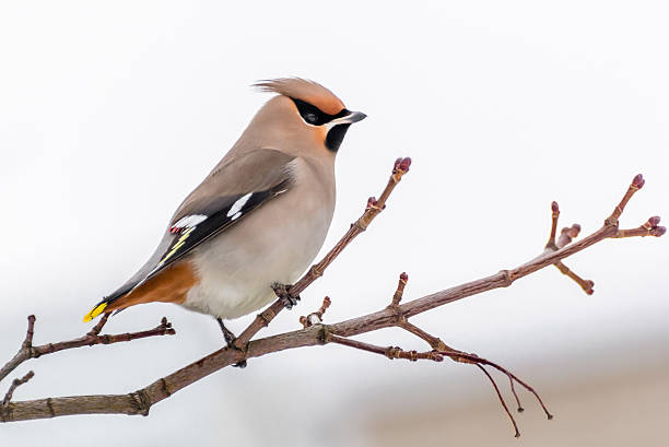 Waxwing Waxwing cedar waxwing stock pictures, royalty-free photos & images
