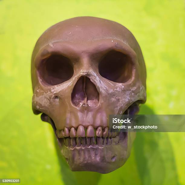 Human Skull Model Stock Photo - Download Image Now - Anatomy, Cut Out, Dead