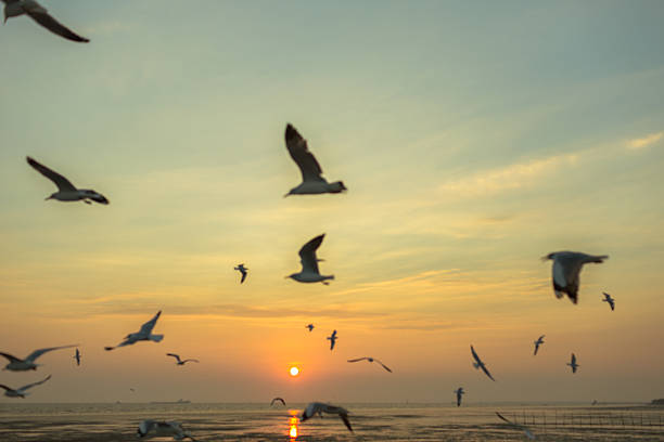 istock Flock of seagulls with sunset time. 530903265