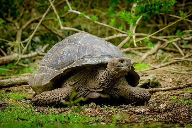 istock galapagos turtle in floreana island 530903551