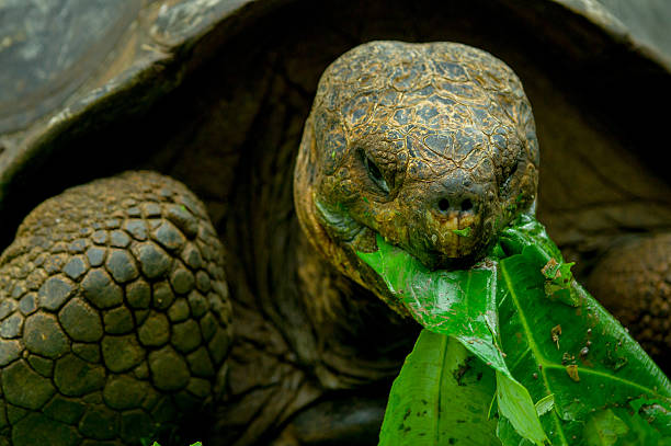 istock galapagos turtle in floreana island 530903563