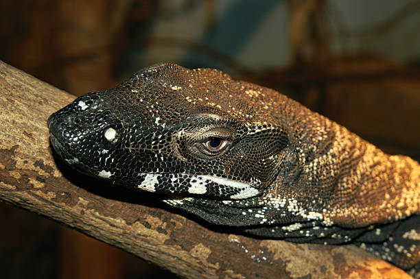 istock Lace Monitor 530903843