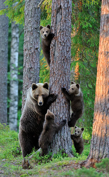 istock Brown bear with cubs in the forest 530905555