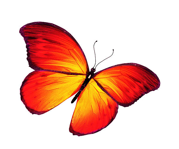 istock Orange butterfly flying, isolated on white background 530906665