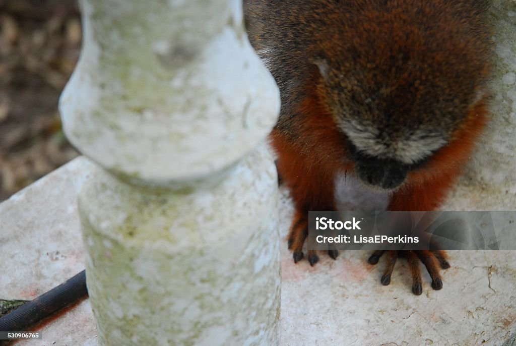 Tamarin Close Up This little guy was hanging out at the dock in Coca, Ecuador in the Amazon Basin as we waited for our canoe to take us to a Paddle Wheel Boat on the Napo River.  His mane is rusty red, a golden head and a white stripe across his brow.   Adventure Stock Photo