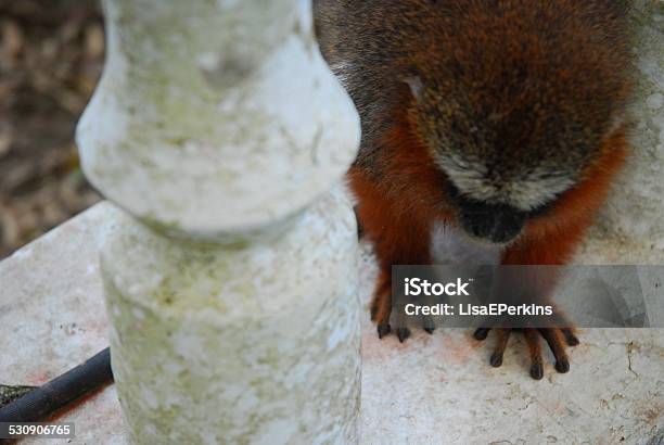 Tamarin Close Up Stock Photo - Download Image Now - Adventure, Amazon Region, Animal