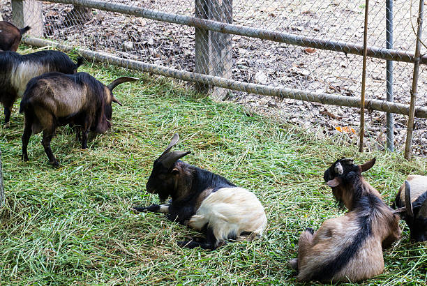 istock group of goat sitting and eating 530907159