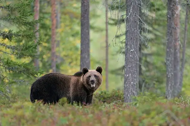 Photo of European brown bear in the forest