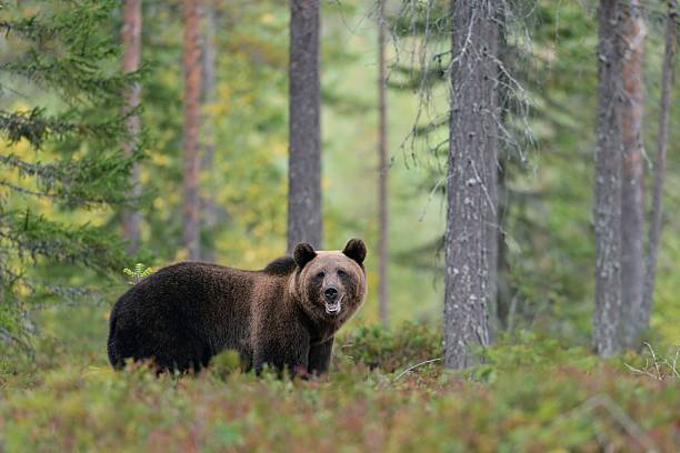 europejskiej niedźwiedź brunatny w lesie - bear hunting zdjęcia i obrazy z banku zdjęć