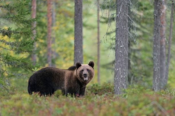 urso-pardo-europeu na floresta - bear hunting imagens e fotografias de stock