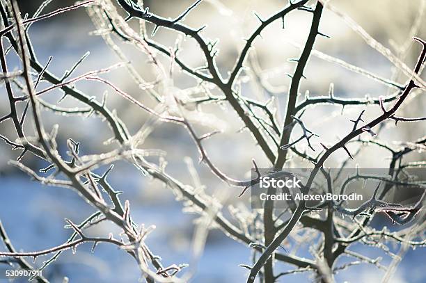 Wild Plum Branches In Winter Rime Frost Stock Photo - Download Image Now - Animals In The Wild, Backgrounds, Beauty In Nature