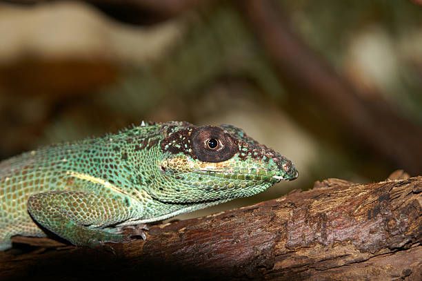 Knight Anole Names: Knight Anole, Cuban Anole, Cuban Knight Anole polychrotidae stock pictures, royalty-free photos & images