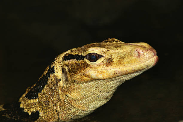 istock Philippine Water Monitor 530913547