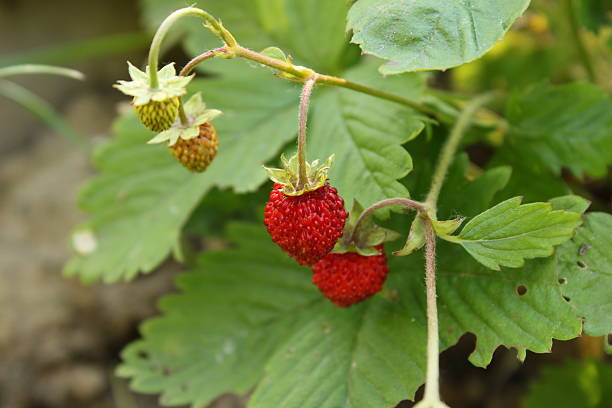 istock yellow wildstrawberry in a garden 530914635