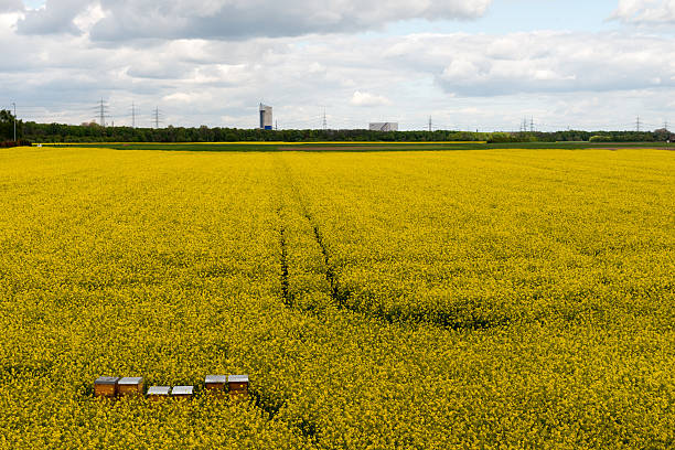 Beehives in a flowering rapeseed field against an industrial backdrop in the middle of the Ruhr area.