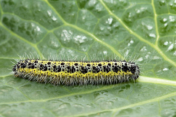 istock Caterpillar of small cabbage white butterfly 530914921