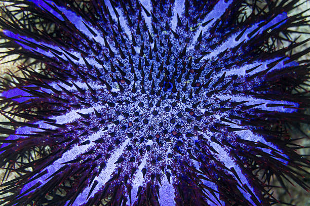 istock crown of thorns starfish 530915505
