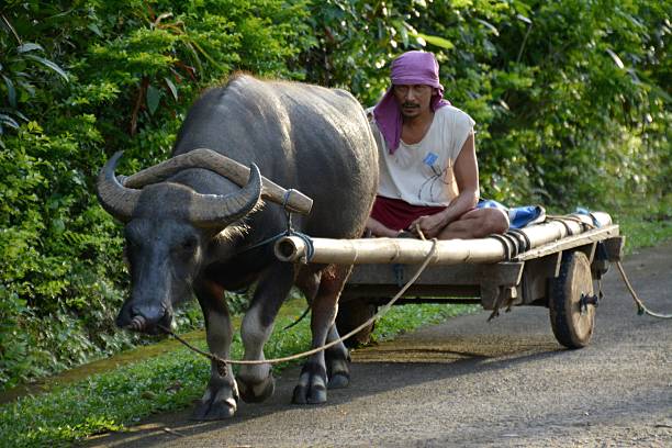 Camiguin, Philippines - February 6, 2014: A water buffalo towing local man on a cart, along a road in the volcanic Camiguin island
