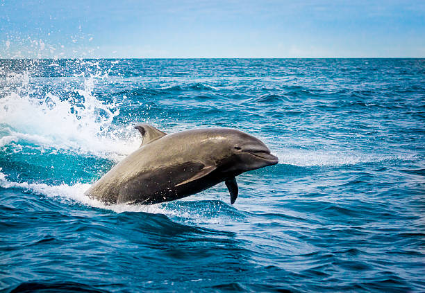 istock beautiful playful dolphin jumping in the ocean 530915615