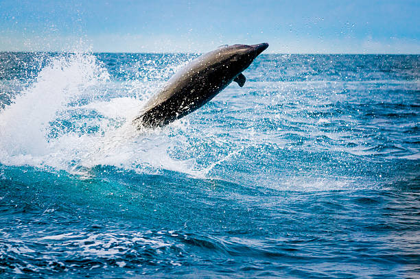 istock beautiful playful dolphin jumping in the ocean 530915617