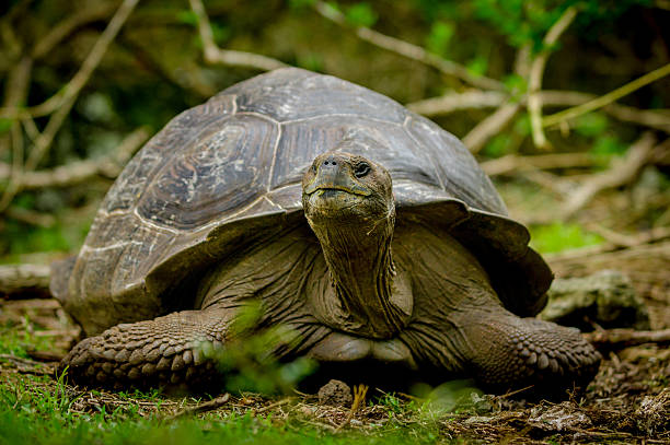 istock galapagos turtle in floreana island 530915623