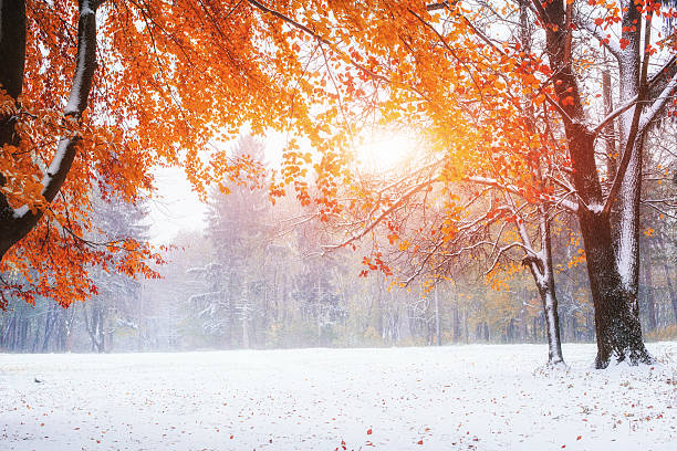 ersten tage des winter - vibrant color tree day autumn stock-fotos und bilder