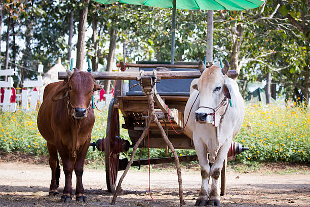 istock Ox cart transportation in Thailand 530916935