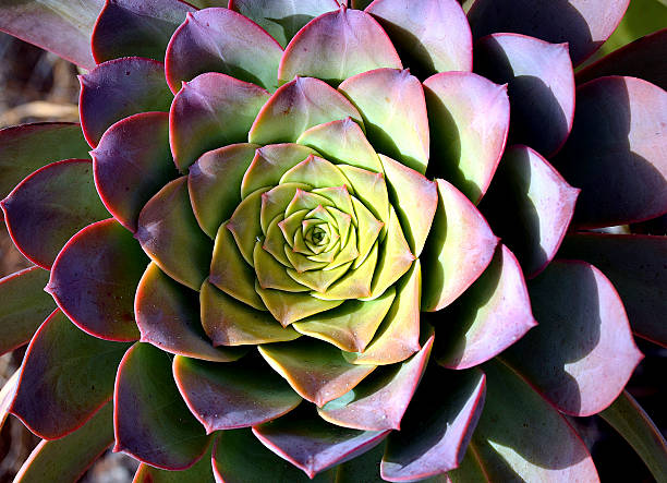 Echeveria succulent plant close up.