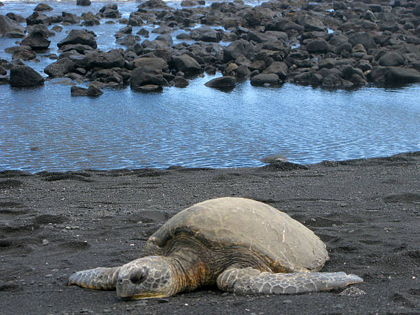 istock Resting Giant Tortoise on Black Sand Volcanic Beach, Hawaii 530918385