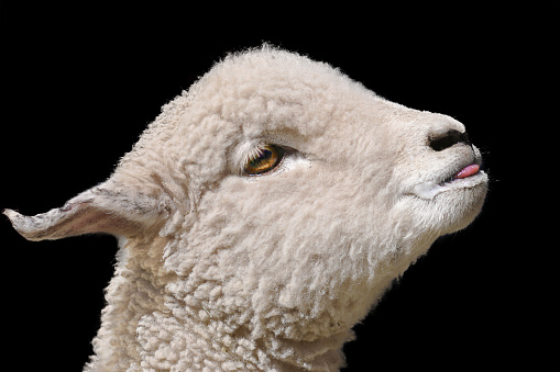 little sheep with milk in the mouth showing tongue