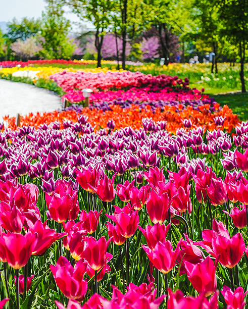 istock Colourful tulips in garden 530918963