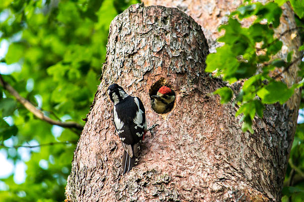 istock Red woodpecker feeding young bird 530919075