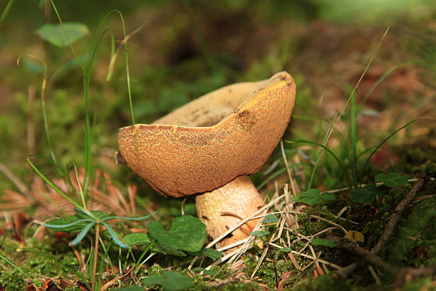 brown grzybów w trawie - mushrooms mushroom fungus fungi undergrowth zdjęcia i obrazy z banku zdjęć