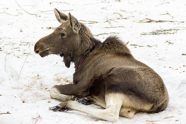 istock Calf of elk 530919306