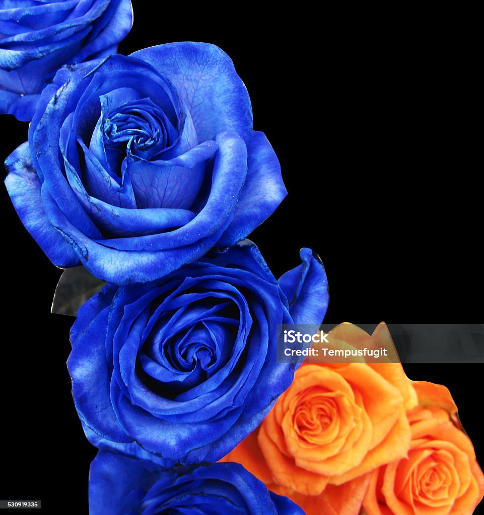 Hoa Hồng Xanh Và Cam Hình ảnh Sẵn có - Tải xuống Hình ảnh Ngay bây ...