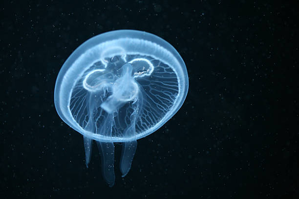 medusa-da-lua - moon jellyfish jellyfish sea sea life imagens e fotografias de stock